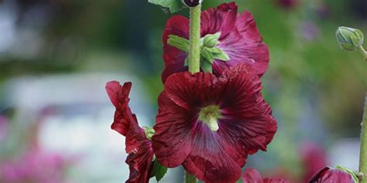 Holly: The Versatile Plant That Brings Life and Color to Every Season
