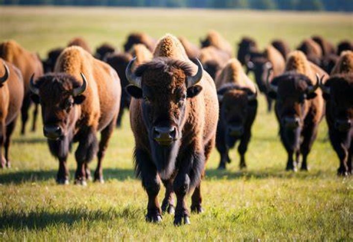 Why Are Bison No Longer Called Buffalo? Unraveling a Centuries-Old Misnomer
